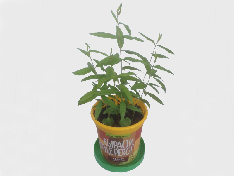 Набор для выращивания растений - Гранат обыкновенный  